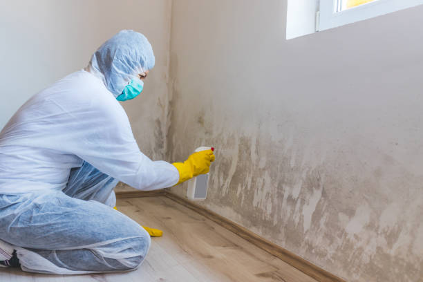 Licensed Mold Testing service in Chandler, TX - WQB Mold Removal
